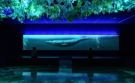 Las "voces" de las ballenas llegan al corazón de Santiago