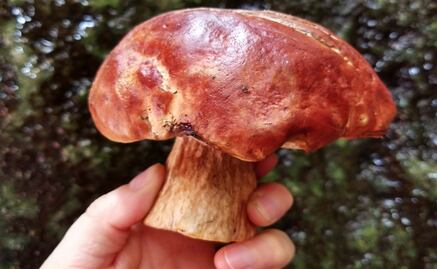 ¿Fan de los hongos? Estos recorridos y actividades te interesan