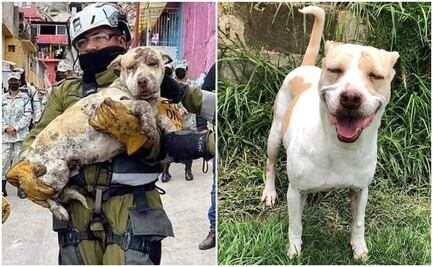 La perrita Deysi sobrevivió al derrumbe del Chiquihuite, su dueña prometió volver por ella pero sigue esperándola