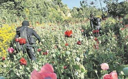 Obispo de Chilpancingo, a favor de amapola medicinal