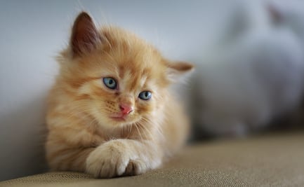 Mutilan y envenenan a 4 michis en Xochitepec, Morelos