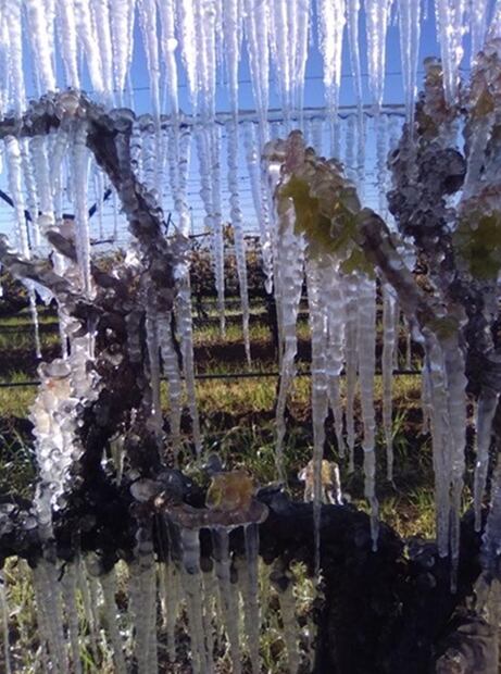 Bajas temperaturas congelan cultivos agrícolas en Sonora