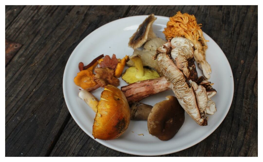 Se estima que en México existen cerca de ocho mil especies comestibles de hongos (fotos: Natalia de la Rosa)