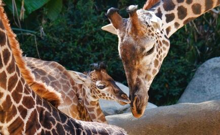 Las jirafas están en peligro de extinción