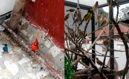 Profepa decomisa 43 aves silvestres en la CDMX; las tenían como mascotas en domicilio de la Condesa