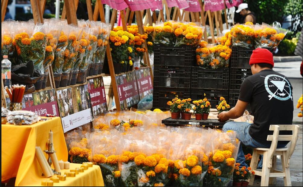 Productores de flor de cempasúchil venden su producto en el Zócalo de la Ciudad de México con precios que van de los 20 a 45 pesos, dependiendo del tamaño y la variedad de la flor, el 27 de octubre d e2025. Foto: Berenice Fregoso/EL UNIVERSAL