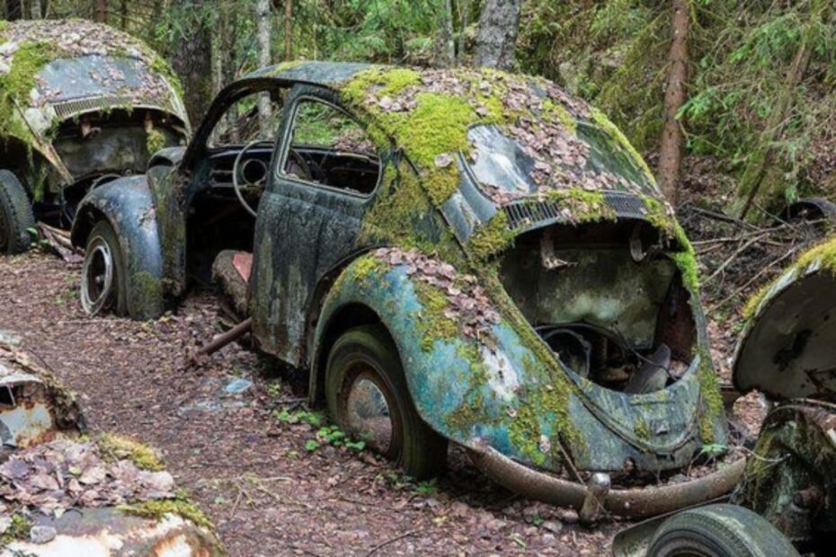 El tenebroso bosque con cientos de Vochos abandonados a la mitad de la nada