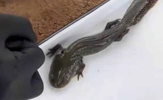 Reaparece ajolote del Altiplano en Querétaro después de 15 años sin ser visto; UNAM llama a proteger especie