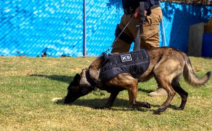 En casi tres años, aseguran 680 kilogramos de marihuana en Puebla