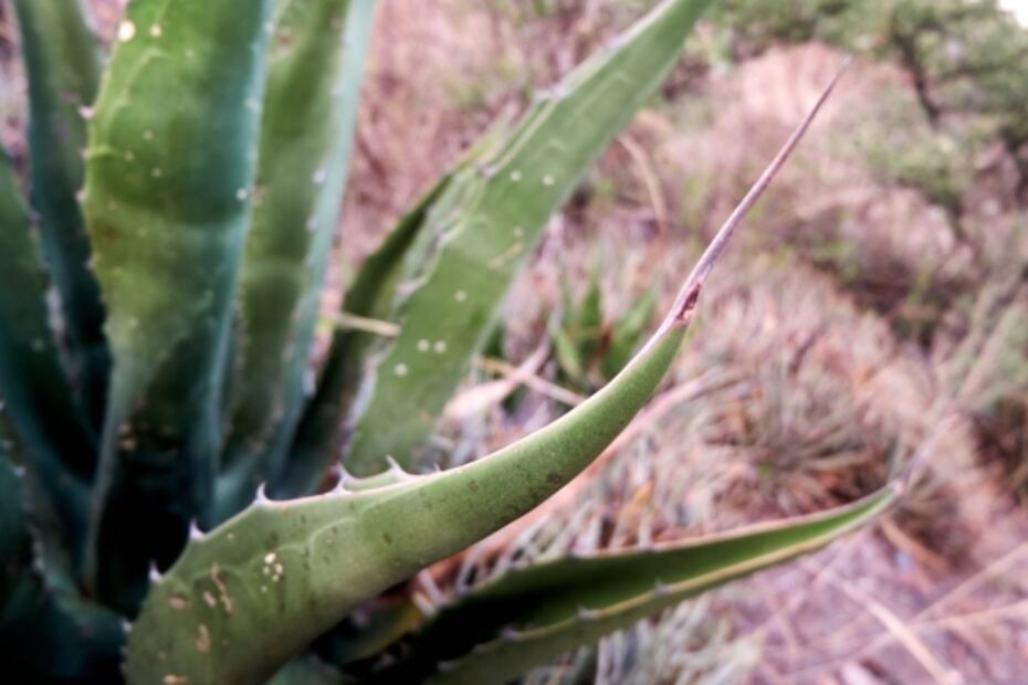 ¿Qué es el comiteco, la bebida "prima" del mezcal?
