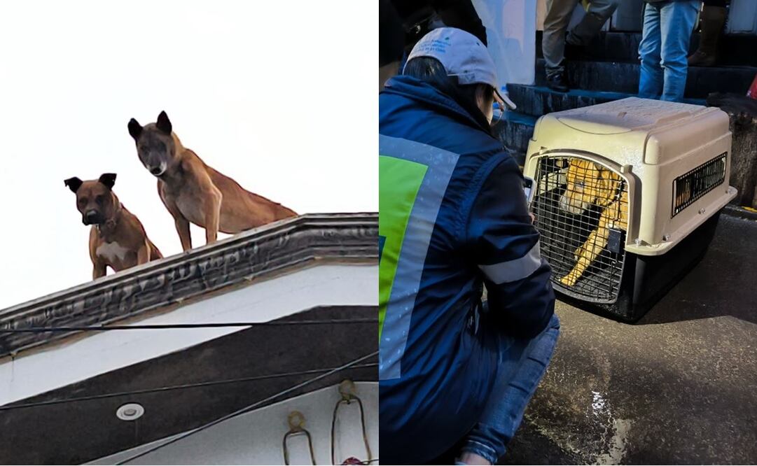 Rescatan a 2 perritos que sufrían maltrato animal en la alcaldía Álvaro Obregón. Foto: PAOT CDMX