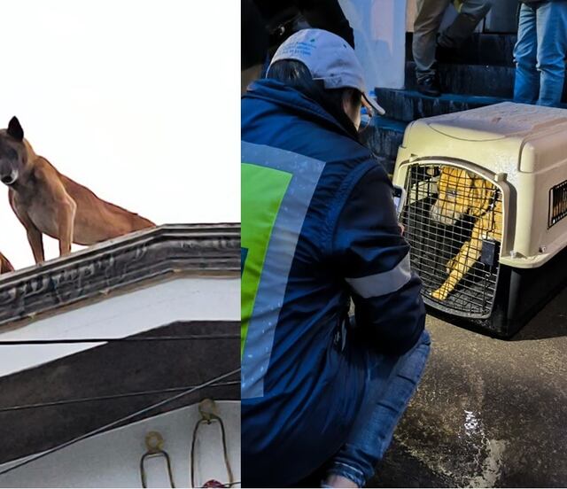 Rescatan a 2 perritos que sufrían maltrato animal en la alcaldía Álvaro Obregón; buscan un hogar digno para ellos