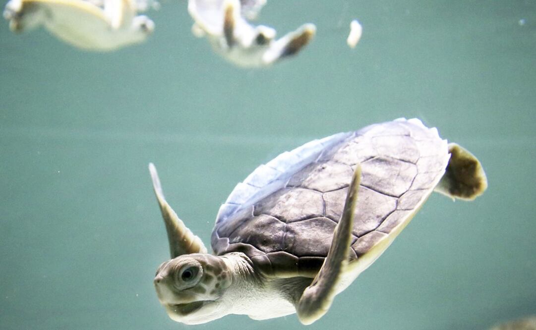 Baby turtles - Photo: Rick Rycroft/AP