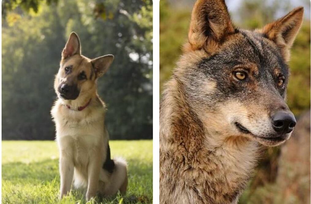 Diferencia entre un perro y lobo. Foto: Archivo / EL UNIVERSAL y redes sociales