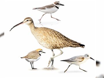 Acoso humano arriesga el vuelo de las aves migrantes