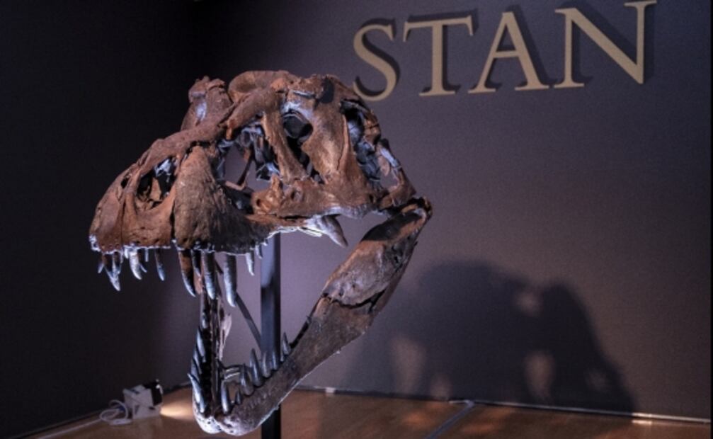 Stan, el T-Rex descubierto por un paleontólogo primerizo, busca romper récord en subasta millonaria