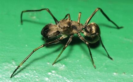 Hay arañas que producen leche y cuidan de sus crías