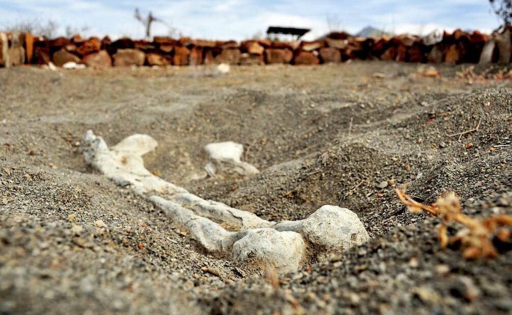 Zona paleontológica en México. Algunos científicos defienden la teoría sobre otros factores causantes de la extinción del Cretácico, como la disminución de temperatura de 2 hasta 8° Celsius o fuertes erupciones volcánicas. Foto: INAH/ESPECIAL.