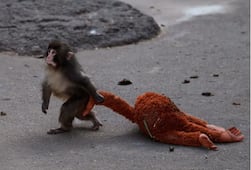 PETA exige traslado del macaco japonés "Punch" a un santuario; denuncian trauma por cautiverio en zoológico de Ichikawa