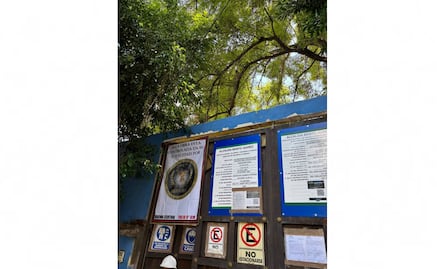 Constructora intenta talar a “Eugenito” en la colonia Del Valle, alertan vecinos; está situado cerca de fresno declarado Patrimonio Natural