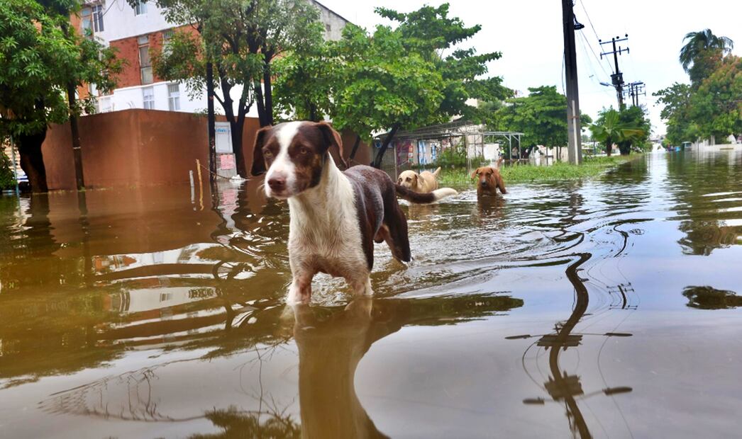 En el municipio turístico de Guerrero se observan perros deambulando por calles de las colonias afectadas, en busca de algo de comida. Foto: Valente Rosas/EL UNIVERSAL
