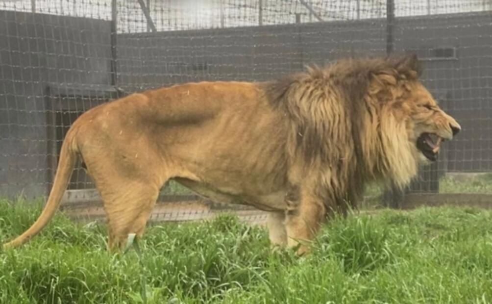 Tras cinco meses, finaliza traslado de más de 200 felinos del refugio Black Jaguar-White Tiger a 20 entidades del país 