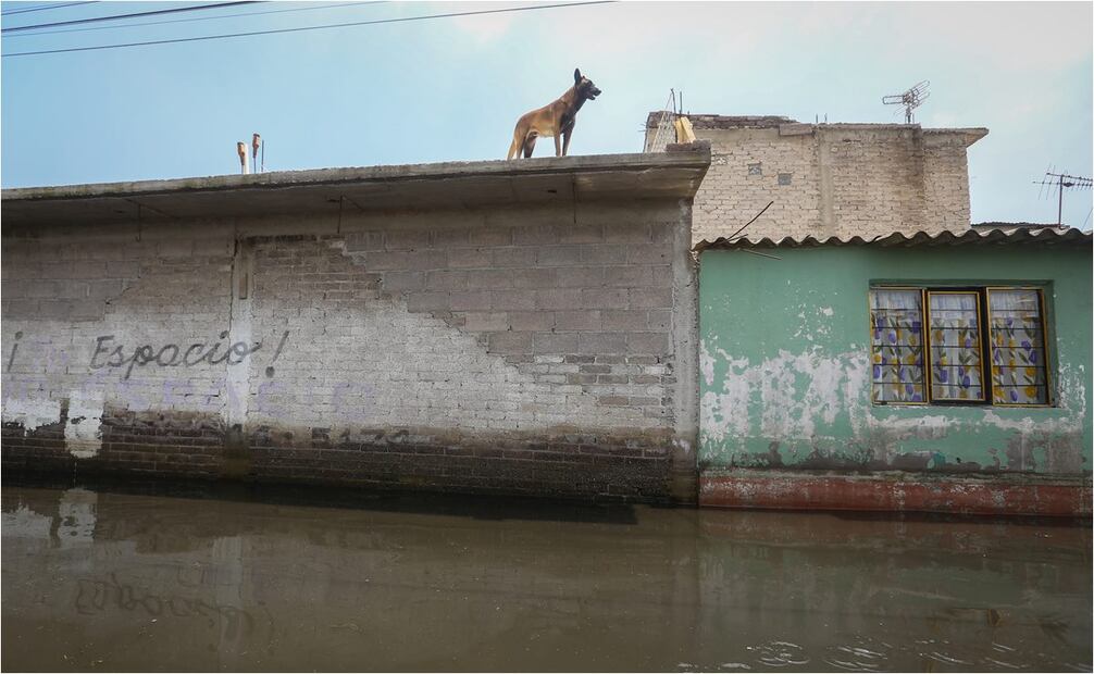 Perros y gatos sufren la inundación en Chalco, Estado de México. Foto: Luis Camacho/EL UNIVERSAL
