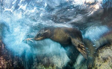 Fotógrafo mexicano triunfa en el Museo de Historia Natural de Londres
