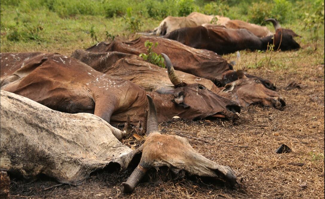 Los productores de ganado han tenido que sepultar a las reses muertas por envenenamiento en sus tierras, con apoyo de retroexcavadoras que les facilitó el ayuntamiento. Foto: Luma López/EL UNIVERSAL