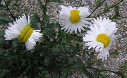 Encuentran margaritas "mutantes" en Fukushima 