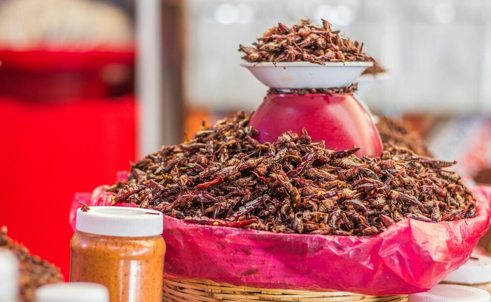 Insectos comestibles. Foto: Pexels