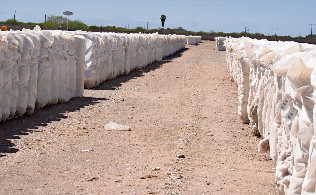 La cosecha de algodón, que hace décadas fue el cultivo rector en la Comarca Lagunera, se verá disminuida debido a la falta de agua para su riego.  Foto: Francisco Rodríguez / EL UNIVERSAL