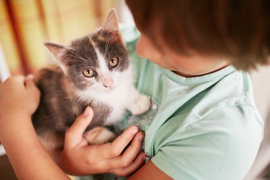 Desentrañando los misterios de los maullidos nocturnos de tu gato. Fuente: Freepik.