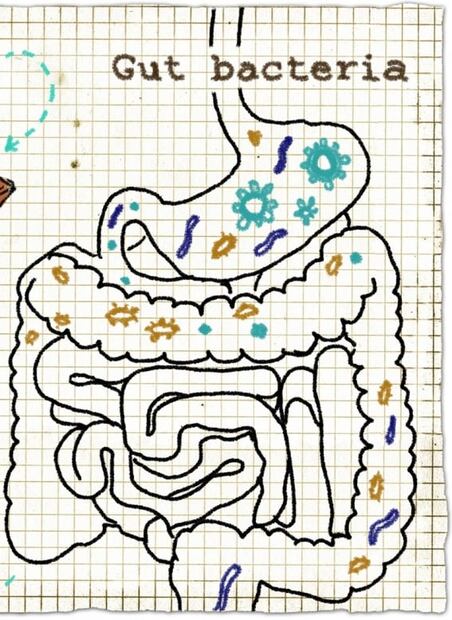 Bacterias, tus aliadas en el cuidado de la salud