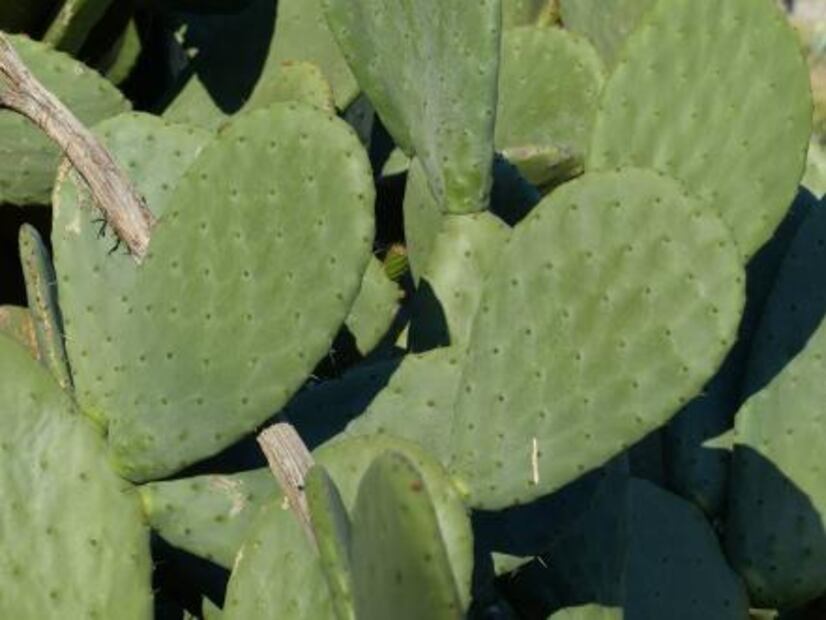 Esta es la razón por la que debes iniciar el año comiendo nopales