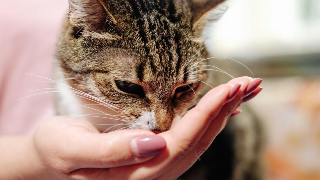 El significado de que un gato te lama las manos. Fuente: Freepik.