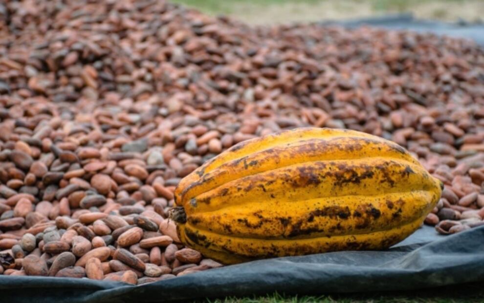 7 datos que no sabías del cacao
