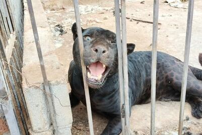 Jaguar negro ataca a niña y la deja gravemente herida en rancho de Chihuahua