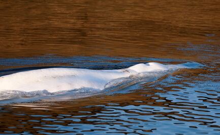 Sacrifican por razones humanitarias a ballena beluga varada en el río Sena