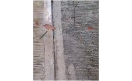 Captan fuga de agua entre banqueta en calles de Tlalpan