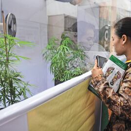 Inversionistas, listos para negocio de cannabis