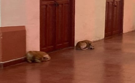 Desaparecen perros callejeros en Motul, Yucatán