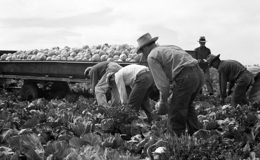 Trabajadores en un campo de lechuga en California, 1937. En la primera mitad del siglo XX proliferaron las “casas de enganche”, sitios del lado estadounidense con la contratación de jornaleros mexicanos para trabajar en construcción, minería o agricultura; se les daba plaza por seis meses. Foto: Dorothea Lange/Wikimedia Commons.