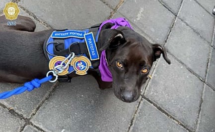 Reciben a “Patotas” con entusiasmo; perrita de tres patas fue adoptada por policías