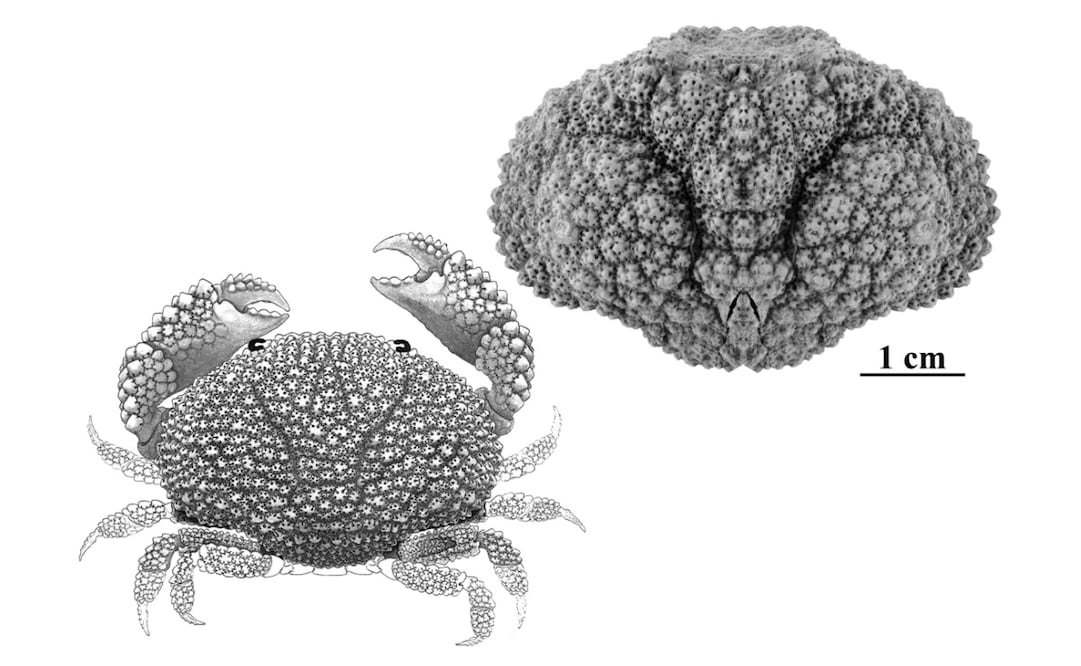 Fósil y reconstrucción de uno de los nuevos cangrejos, bautizado como Daira corallina. Foto: unizar.es/
