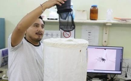 Detectan en Yucatán mosquito originario de Asia; transmite el dengue, chikungunya, zika y fiebre amarilla