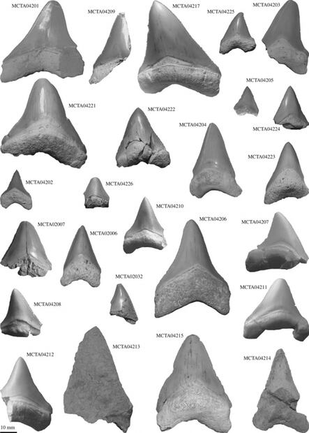 Descubren zonas donde el Megalodón pudo haber tenido a sus crías