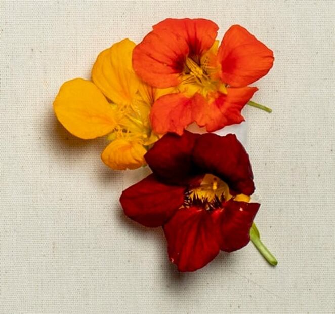 A esto saben las flores y los brotes cuando cocinas con ellos
