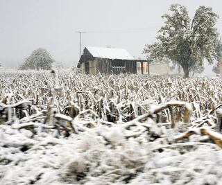 Austeridad de la 4T deja sin seguros a sector agropecuario