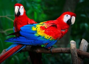 El aviario más grande de América Latina está en México